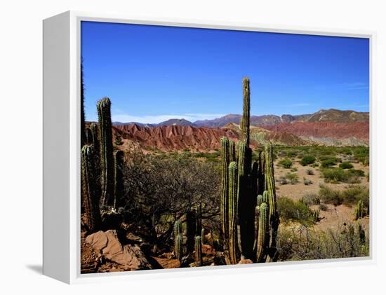 Cacti in Canon del Inca, Tupiza Chichas Range, Andes, Southwestern Bolivia, South America-Simon Montgomery-Framed Premier Image Canvas