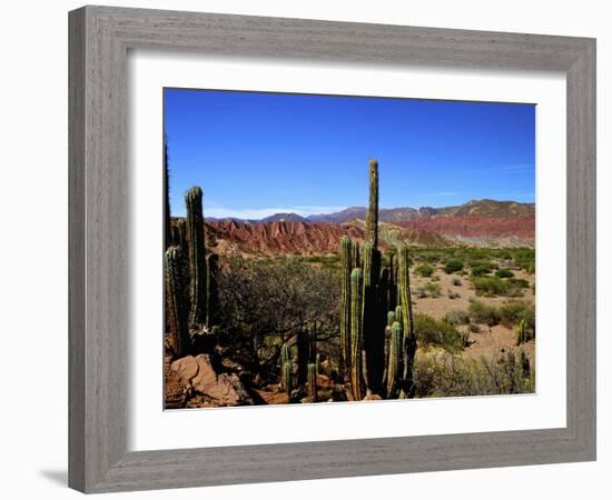 Cacti in Canon del Inca, Tupiza Chichas Range, Andes, Southwestern Bolivia, South America-Simon Montgomery-Framed Photographic Print