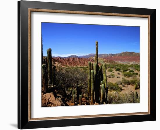 Cacti in Canon del Inca, Tupiza Chichas Range, Andes, Southwestern Bolivia, South America-Simon Montgomery-Framed Photographic Print