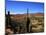 Cacti in Canon del Inca, Tupiza Chichas Range, Andes, Southwestern Bolivia, South America-Simon Montgomery-Mounted Photographic Print