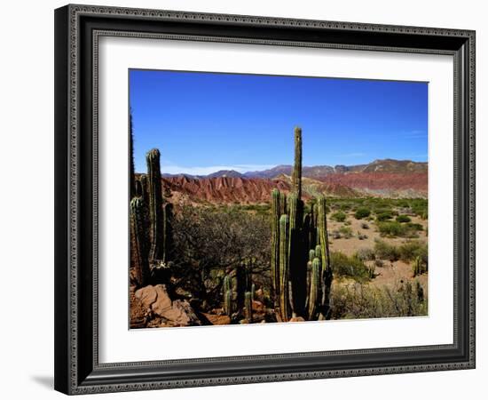 Cacti in Canon del Inca, Tupiza Chichas Range, Andes, Southwestern Bolivia, South America-Simon Montgomery-Framed Photographic Print