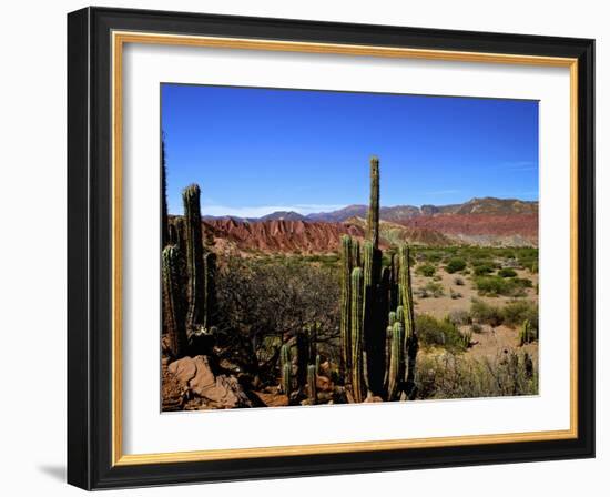 Cacti in Canon del Inca, Tupiza Chichas Range, Andes, Southwestern Bolivia, South America-Simon Montgomery-Framed Photographic Print