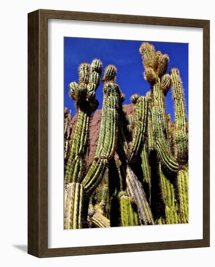 Cacti in Canon del Inca, Tupiza Chichas Range, Andes, Southwestern Bolivia, South America-Simon Montgomery-Framed Photographic Print