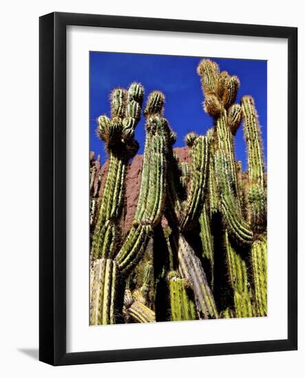 Cacti in Canon del Inca, Tupiza Chichas Range, Andes, Southwestern Bolivia, South America-Simon Montgomery-Framed Photographic Print