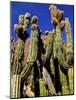 Cacti in Canon del Inca, Tupiza Chichas Range, Andes, Southwestern Bolivia, South America-Simon Montgomery-Mounted Photographic Print