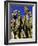 Cacti in Canon del Inca, Tupiza Chichas Range, Andes, Southwestern Bolivia, South America-Simon Montgomery-Framed Photographic Print