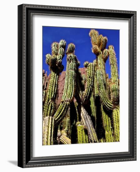 Cacti in Canon del Inca, Tupiza Chichas Range, Andes, Southwestern Bolivia, South America-Simon Montgomery-Framed Photographic Print