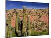 Cacti in Canon del Inca, Tupiza Chichas Range, Andes, Southwestern Bolivia, South America-Simon Montgomery-Mounted Photographic Print