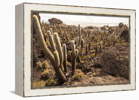 Cacti in Salar De Uyuni-Rigamondis-Framed Premier Image Canvas