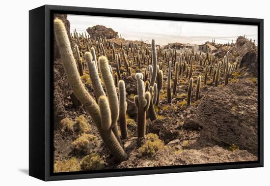 Cacti in Salar De Uyuni-Rigamondis-Framed Premier Image Canvas