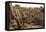 Cacti in Salar De Uyuni-Rigamondis-Framed Premier Image Canvas