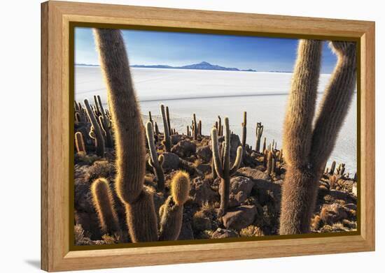 Cacti, Isla Incahuasi, a Unique Outcrop in the Middle of the Salar De Uyuni, Oruro, Bolivia-Roberto Moiola-Framed Premier Image Canvas