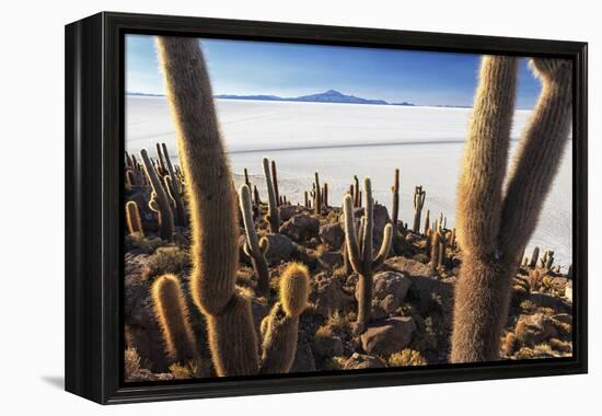 Cacti, Isla Incahuasi, a Unique Outcrop in the Middle of the Salar De Uyuni, Oruro, Bolivia-Roberto Moiola-Framed Premier Image Canvas