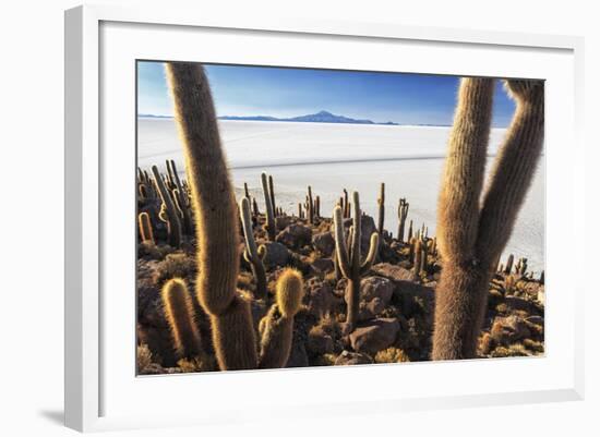 Cacti, Isla Incahuasi, a Unique Outcrop in the Middle of the Salar De Uyuni, Oruro, Bolivia-Roberto Moiola-Framed Photographic Print