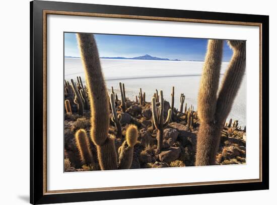 Cacti, Isla Incahuasi, a Unique Outcrop in the Middle of the Salar De Uyuni, Oruro, Bolivia-Roberto Moiola-Framed Photographic Print