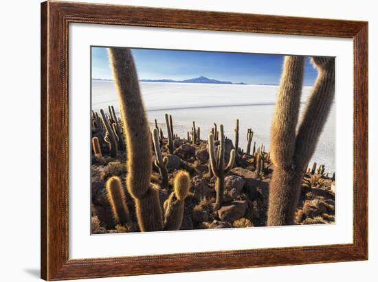 Cacti, Isla Incahuasi, a Unique Outcrop in the Middle of the Salar De Uyuni, Oruro, Bolivia-Roberto Moiola-Framed Photographic Print