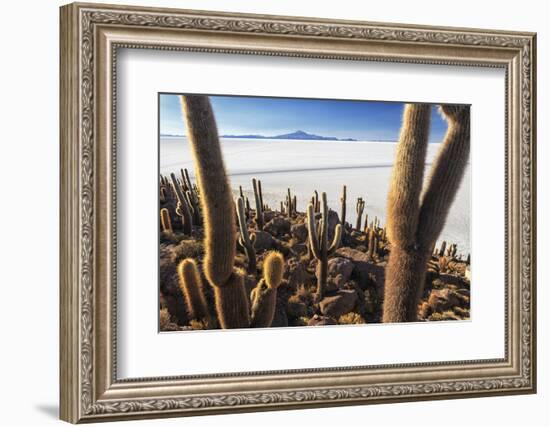 Cacti, Isla Incahuasi, a Unique Outcrop in the Middle of the Salar De Uyuni, Oruro, Bolivia-Roberto Moiola-Framed Photographic Print