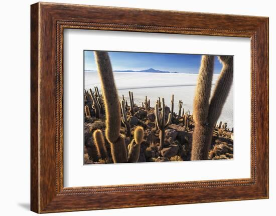 Cacti, Isla Incahuasi, a Unique Outcrop in the Middle of the Salar De Uyuni, Oruro, Bolivia-Roberto Moiola-Framed Photographic Print