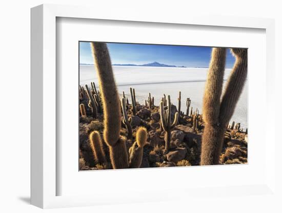 Cacti, Isla Incahuasi, a Unique Outcrop in the Middle of the Salar De Uyuni, Oruro, Bolivia-Roberto Moiola-Framed Photographic Print