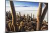 Cacti, Isla Incahuasi, a Unique Outcrop in the Middle of the Salar De Uyuni, Oruro, Bolivia-Roberto Moiola-Mounted Photographic Print