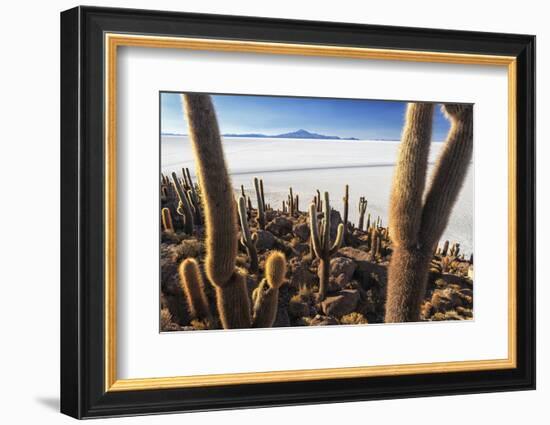 Cacti, Isla Incahuasi, a Unique Outcrop in the Middle of the Salar De Uyuni, Oruro, Bolivia-Roberto Moiola-Framed Photographic Print