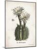 Cacti IV-Gwendolyn Babbitt-Mounted Art Print