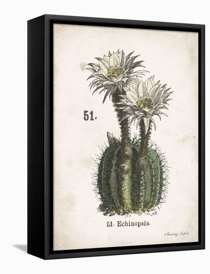 Cacti IV-Gwendolyn Babbitt-Framed Stretched Canvas