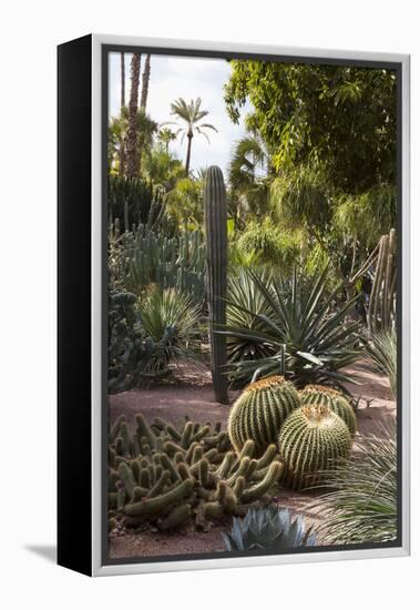 Cacti, Jardin Majorelle, Owned by Yves St. Laurent, Marrakech, Morocco, North Africa, Africa-Stephen Studd-Framed Premier Image Canvas