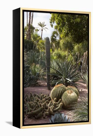 Cacti, Jardin Majorelle, Owned by Yves St. Laurent, Marrakech, Morocco, North Africa, Africa-Stephen Studd-Framed Premier Image Canvas