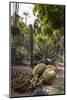 Cacti, Jardin Majorelle, Owned by Yves St. Laurent, Marrakech, Morocco, North Africa, Africa-Stephen Studd-Mounted Photographic Print