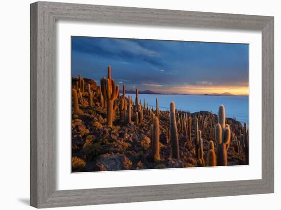 Cacti on the Isla Del Pescado Above the Salar De Uyuni at Sunset-Alex Saberi-Framed Photographic Print