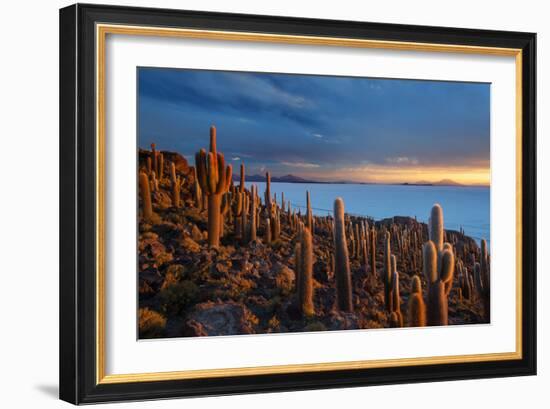 Cacti on the Isla Del Pescado Above the Salar De Uyuni at Sunset-Alex Saberi-Framed Photographic Print