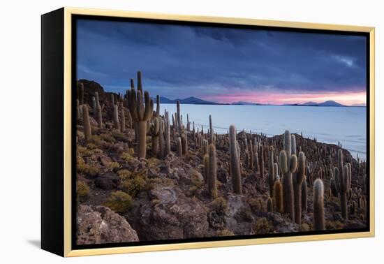 Cacti on the Isla Del Pescado Above the Salar De Uyuni at Sunset-Alex Saberi-Framed Premier Image Canvas