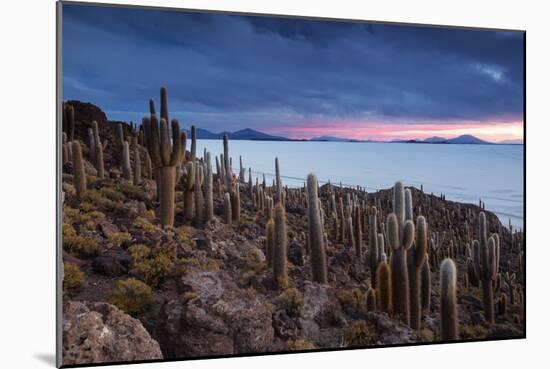 Cacti on the Isla Del Pescado Above the Salar De Uyuni at Sunset-Alex Saberi-Mounted Photographic Print