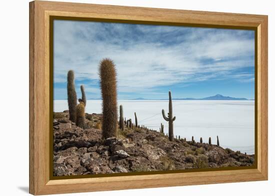Cacti on the Isla Del Pescado Above the Salar De Uyuni-Alex Saberi-Framed Premier Image Canvas