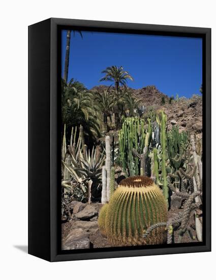 Cacti, Palmitos Ornithological Park, Maspalomas, Gran Canaria, Canary Islands, Spain-Philip Craven-Framed Premier Image Canvas