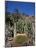 Cacti, Palmitos Ornithological Park, Maspalomas, Gran Canaria, Canary Islands, Spain-Philip Craven-Mounted Photographic Print