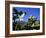 Cacti, Stromboli Island, Eolian Islands (Aeolian Islands), Unesco World Heritage Site, Italy-Oliviero Olivieri-Framed Photographic Print