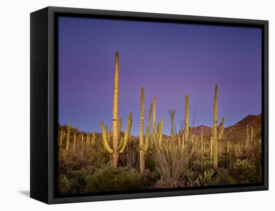 Cacti View I-David Drost-Framed Premier Image Canvas