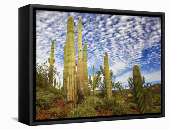 Cacti View III-David Drost-Framed Premier Image Canvas
