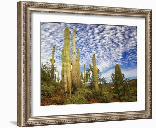 Cacti View III-David Drost-Framed Photographic Print