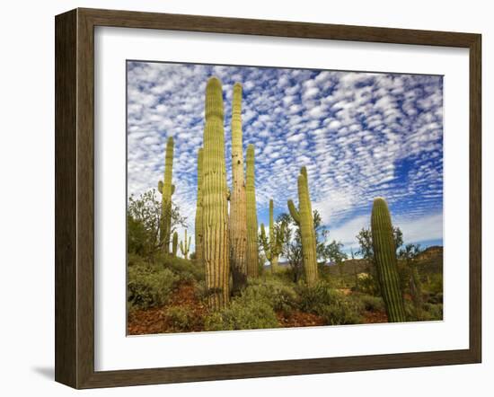 Cacti View III-David Drost-Framed Photographic Print