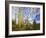 Cacti View III-David Drost-Framed Photographic Print