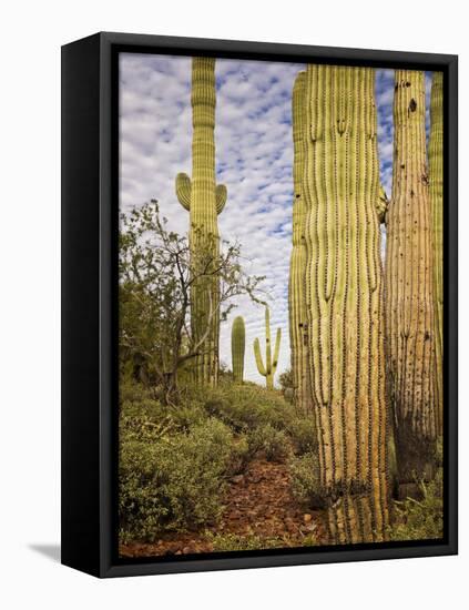 Cacti View IV-David Drost-Framed Premier Image Canvas