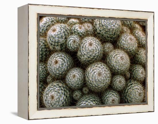 Cacti-Vaughan Fleming-Framed Premier Image Canvas