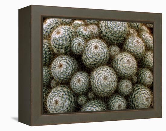 Cacti-Vaughan Fleming-Framed Premier Image Canvas