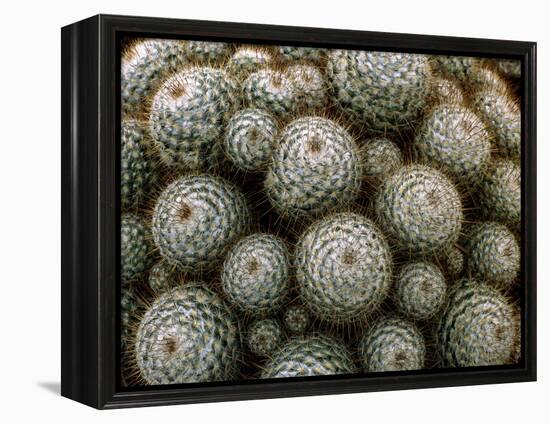 Cacti-Vaughan Fleming-Framed Premier Image Canvas