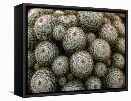 Cacti-Vaughan Fleming-Framed Premier Image Canvas