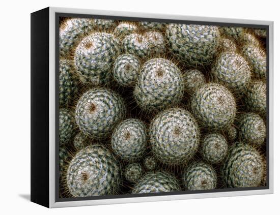 Cacti-Vaughan Fleming-Framed Premier Image Canvas