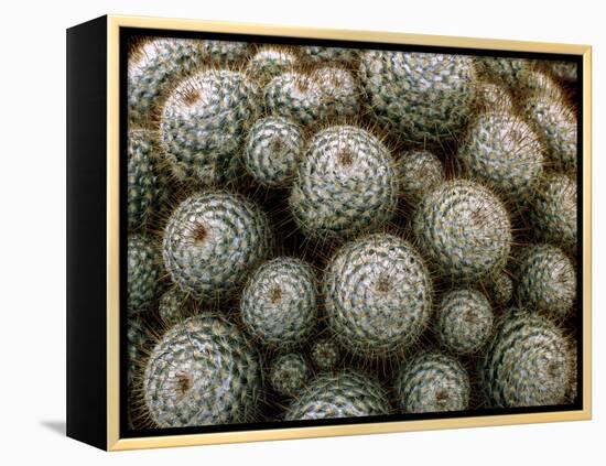 Cacti-Vaughan Fleming-Framed Premier Image Canvas